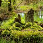 unterwegs im Erlenbruchwald...