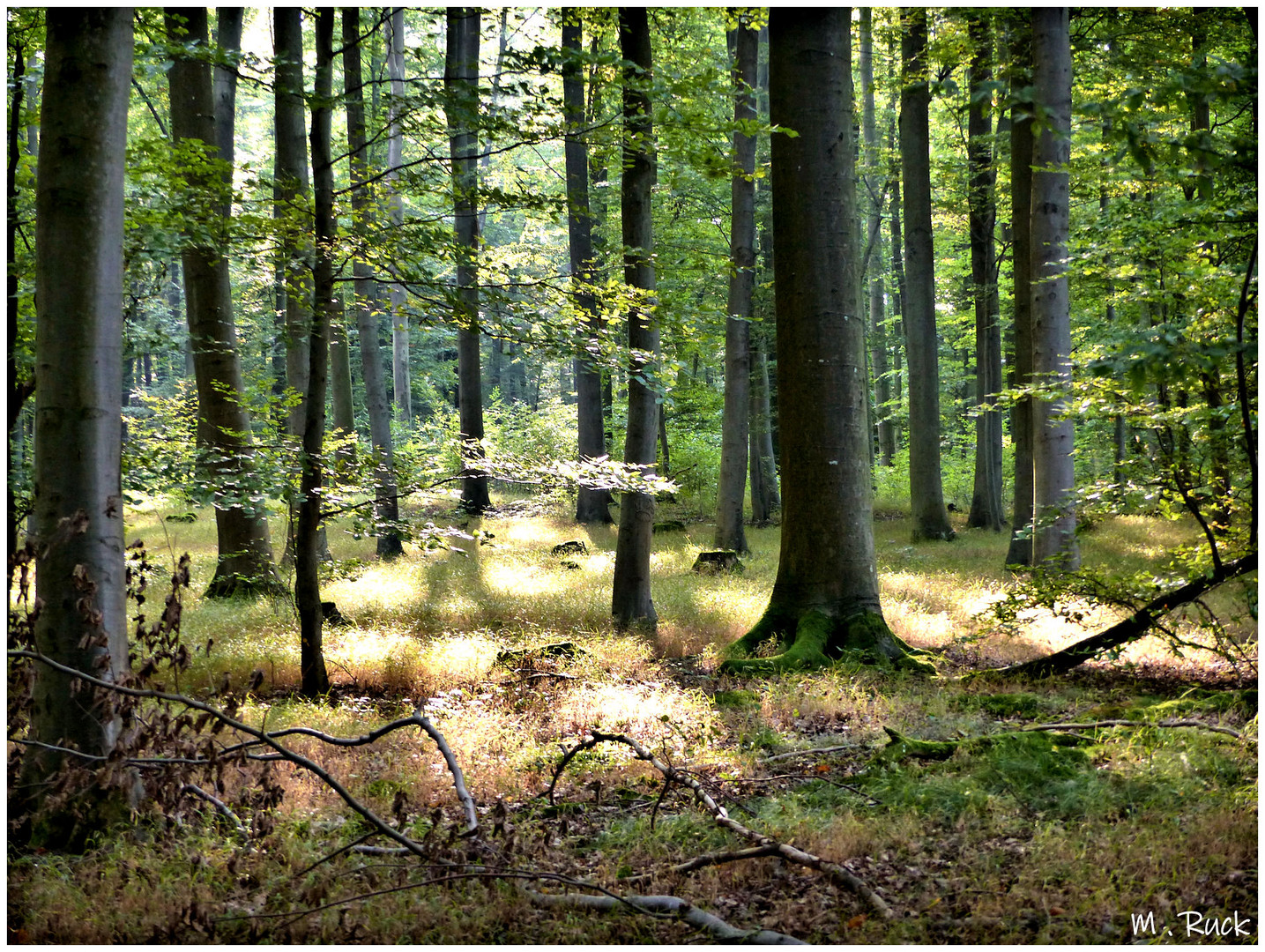 Unterwegs im frühherbstlichem Wald ,