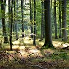 Unterwegs im frühherbstlichem Wald ,