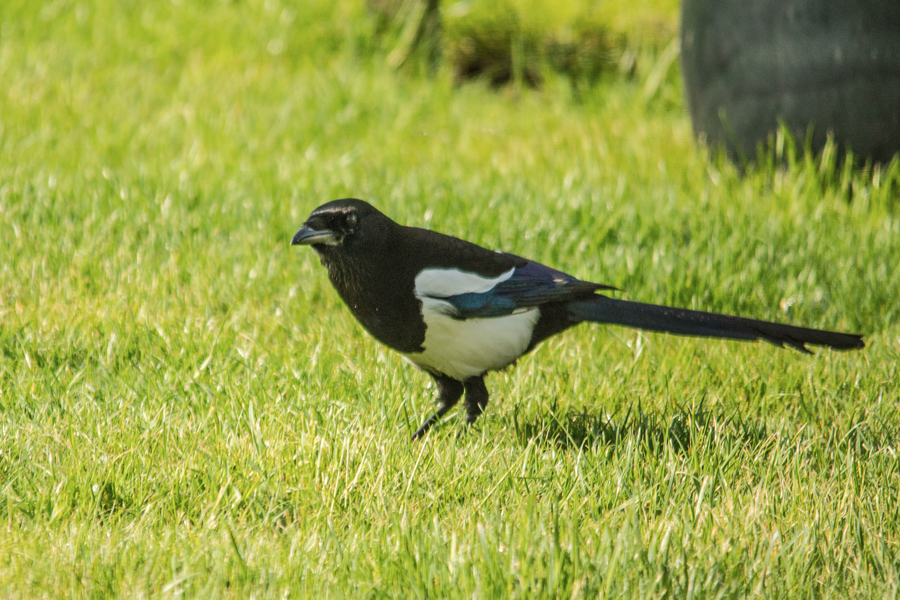 Unterwegs im Garten