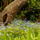 Unterwegs im Garten