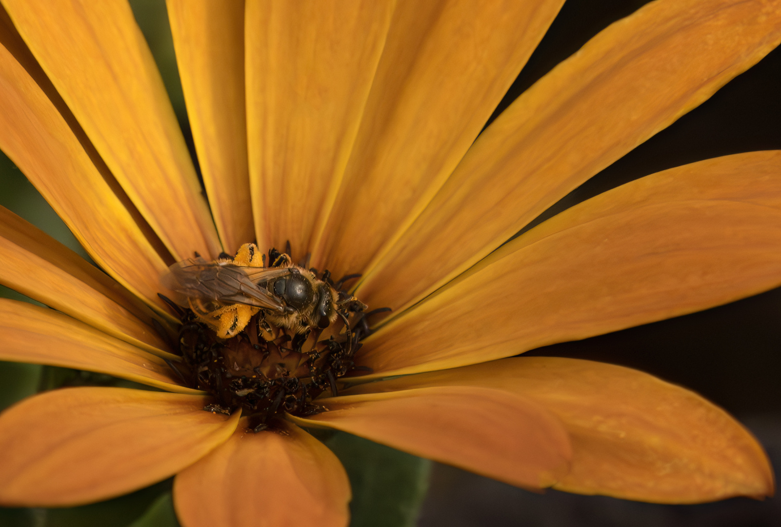 Unterwegs im Garten