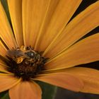 Unterwegs im Garten
