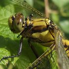 Unterwegs im Garten mit der Digicam