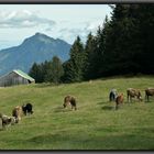 unterwegs im Gunzesrieder Hochtal / Allgäu