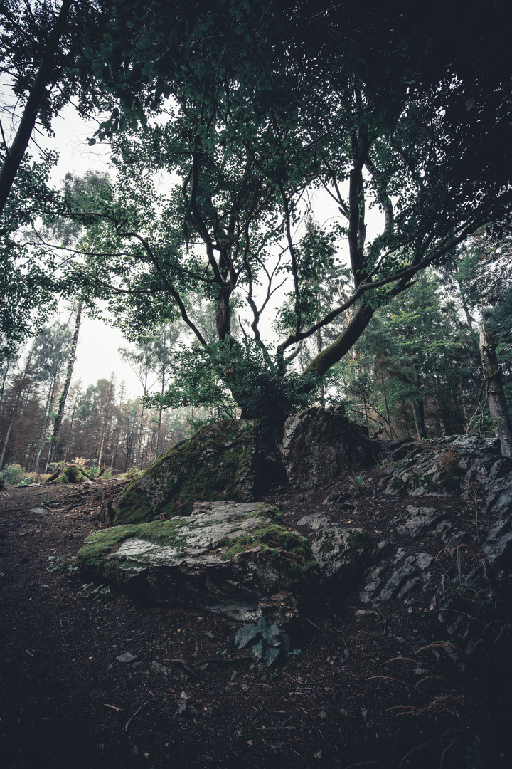 Unterwegs im Harz