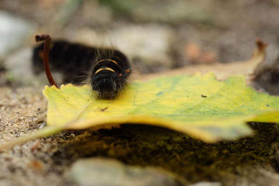 Unterwegs im Herbst...