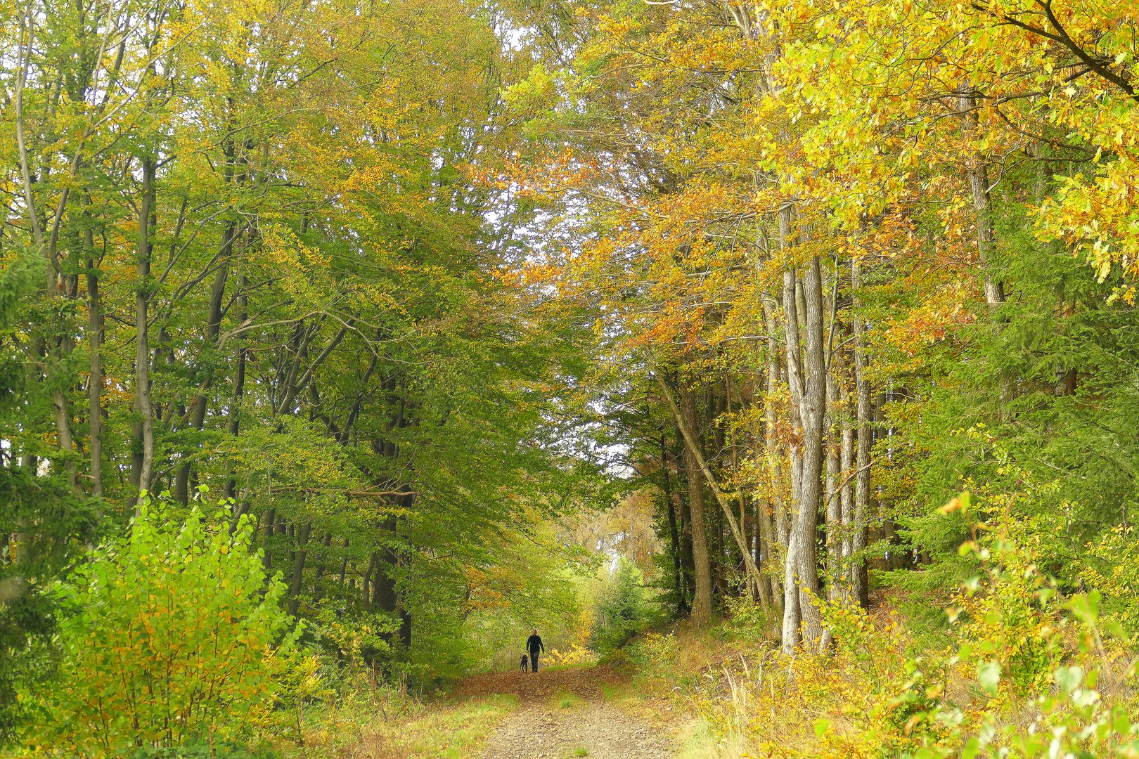 °°°° unterwegs im Herbstwald °°°°