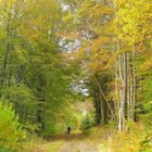 °°°° unterwegs im Herbstwald °°°°