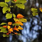 unterwegs im Herbstwald