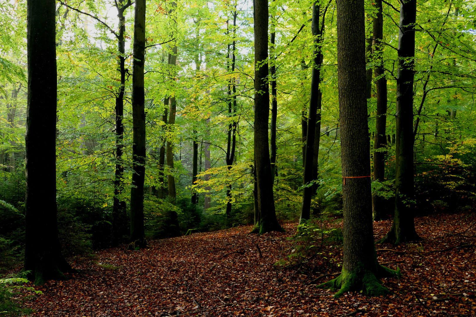 Unterwegs im Herbstwald