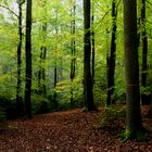 Unterwegs im Herbstwald