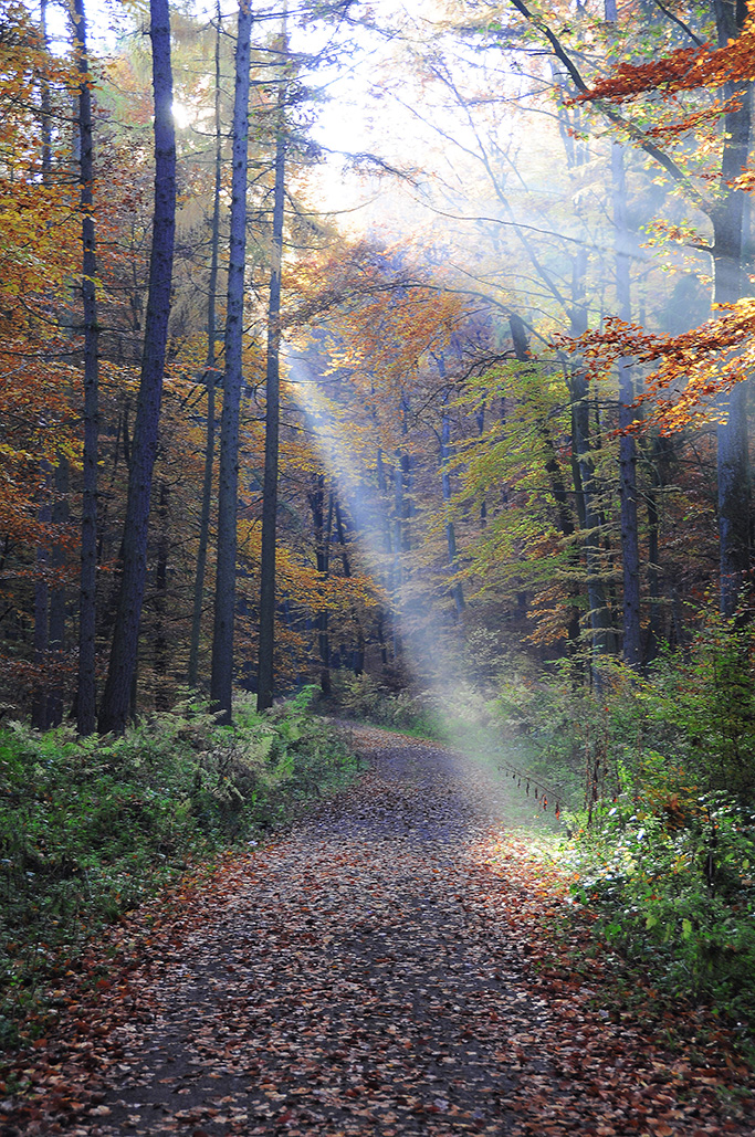 Unterwegs im Herbstwald