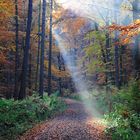 Unterwegs im Herbstwald