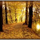 Unterwegs im Herbstwald