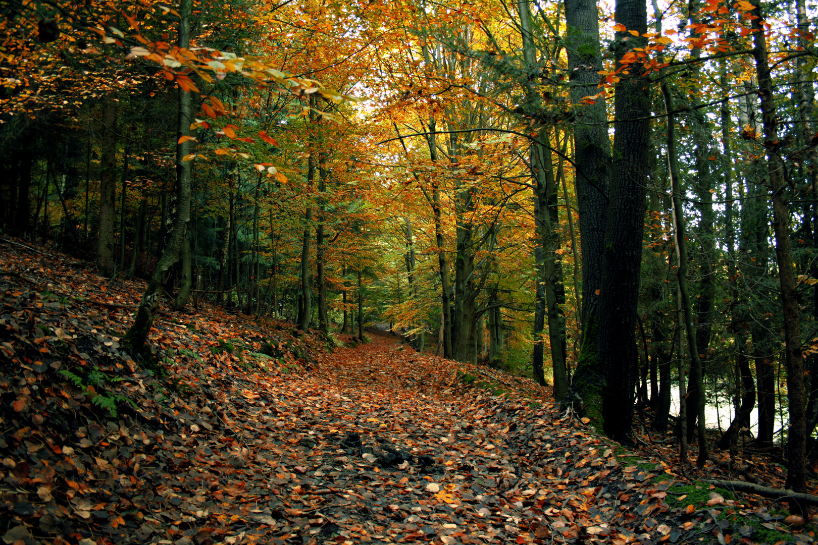 Unterwegs im Herbstwald