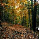 Unterwegs im Herbstwald