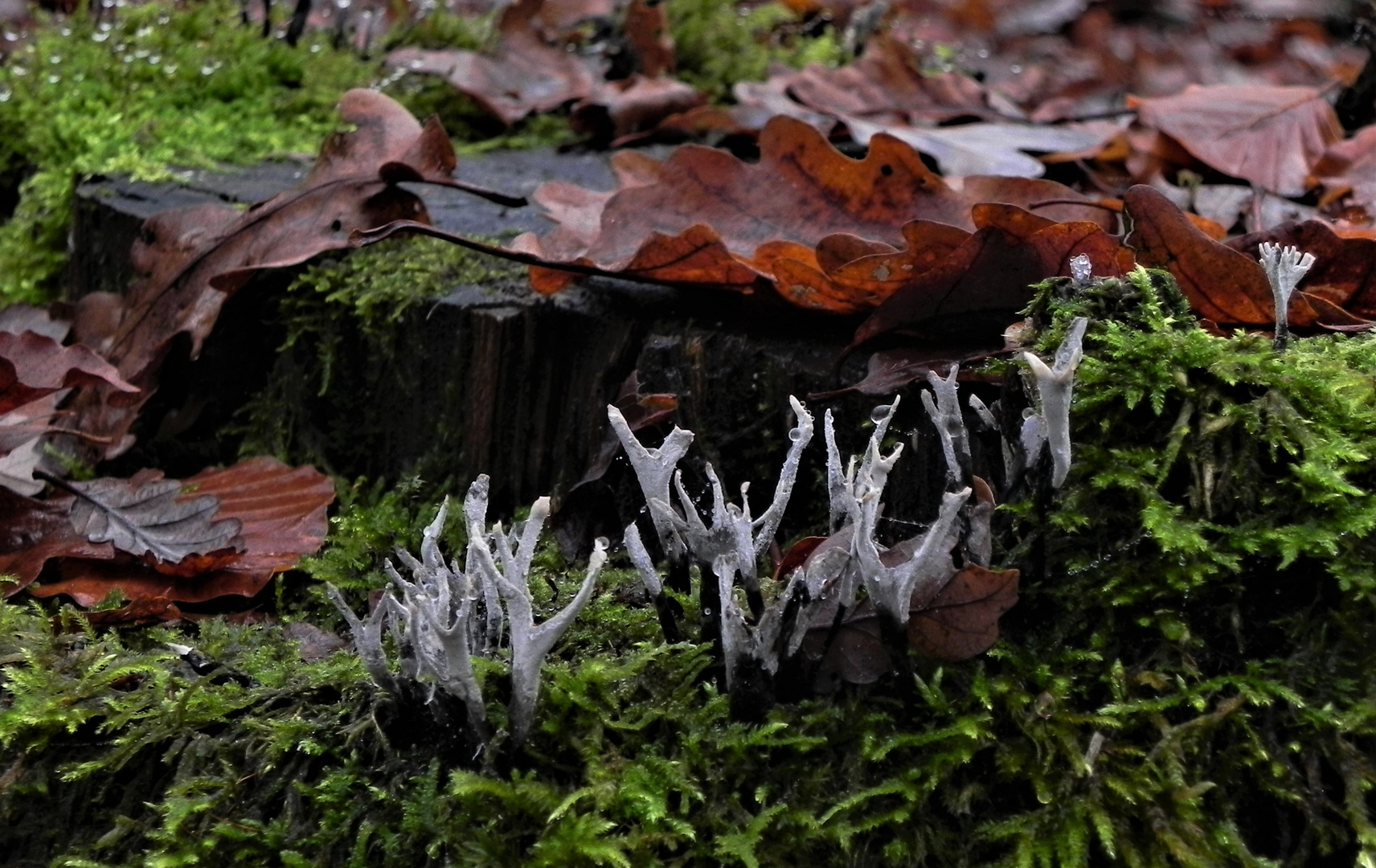 Unterwegs im Herbstwald