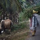 Unterwegs im Hinterland der Backwaters in Kerala