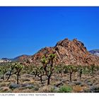 Unterwegs im Joshua Tree National Park