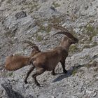 Unterwegs im Karwendel