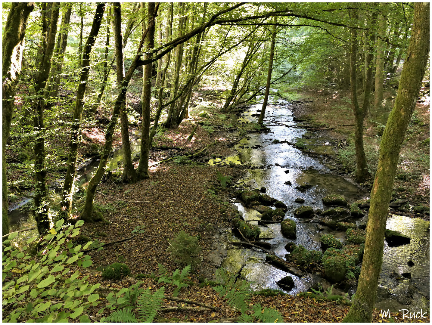 Unterwegs im kühlen Grund Foto & Bild naturkreativ, wald, sommer