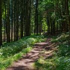 Unterwegs im kühlen Sommerwald