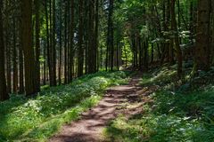 Unterwegs im kühlen Sommerwald