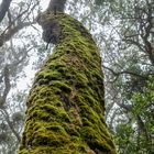 Unterwegs im Lorbeerwald