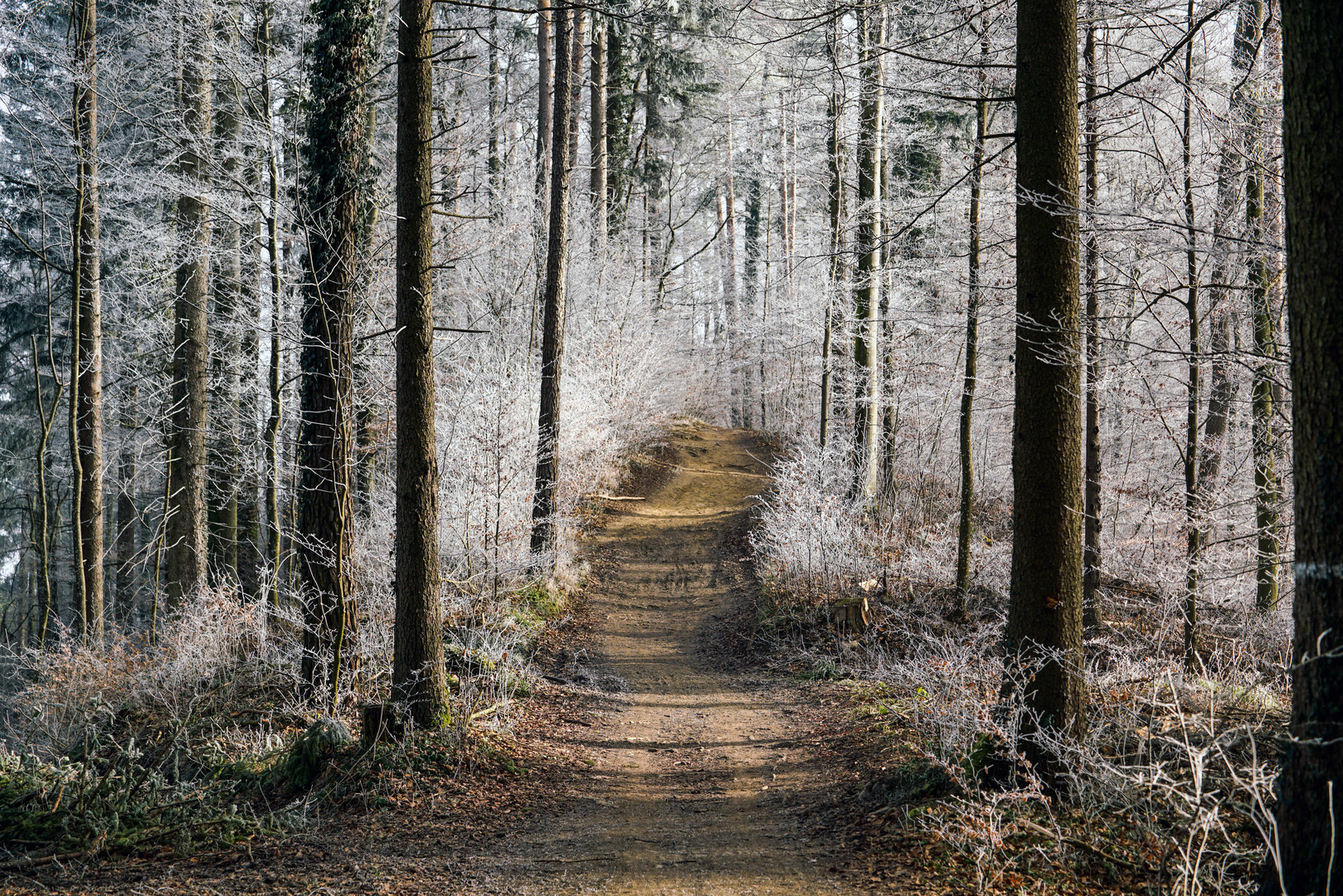 Unterwegs im Märchenwald