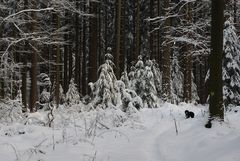 Unterwegs im Märchenwald