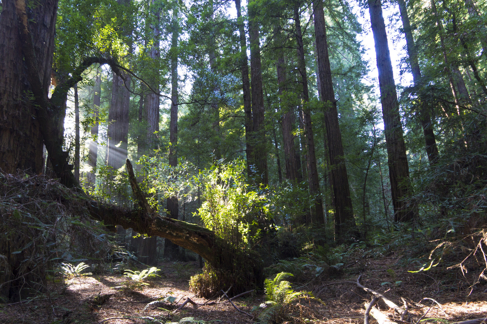 unterwegs im Märchenwald - Muir Woods