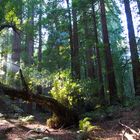 unterwegs im Märchenwald - Muir Woods