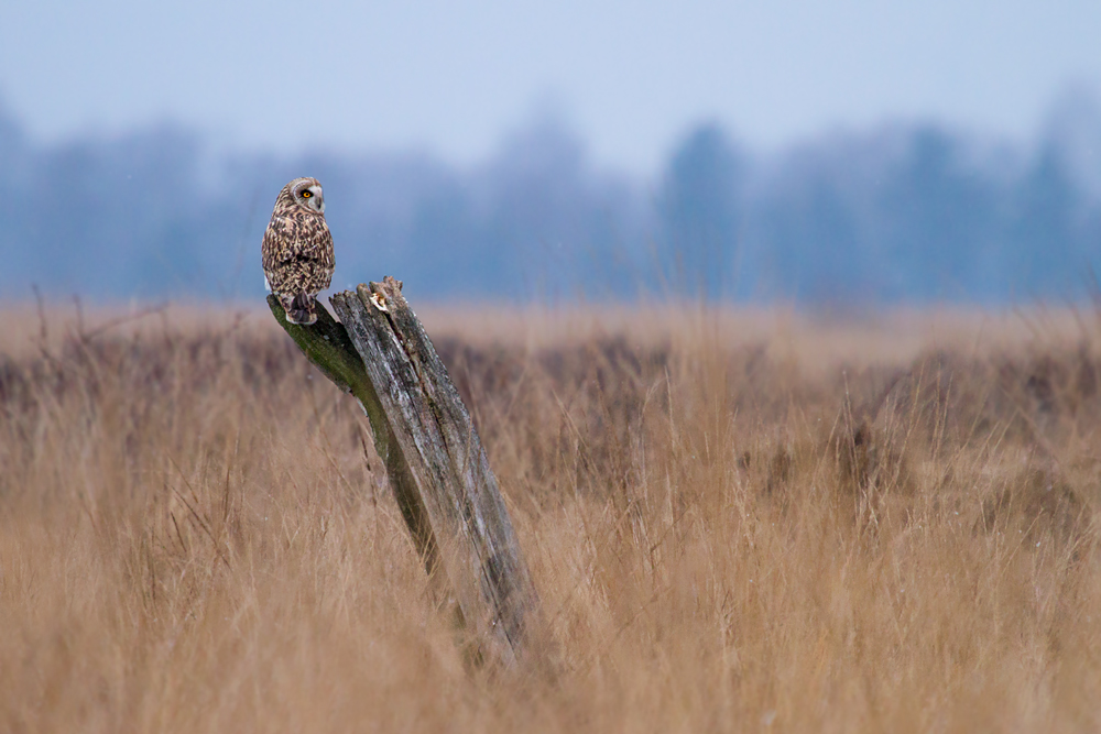 ~ Unterwegs im Moor ~