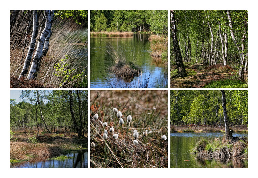 Unterwegs im Moor