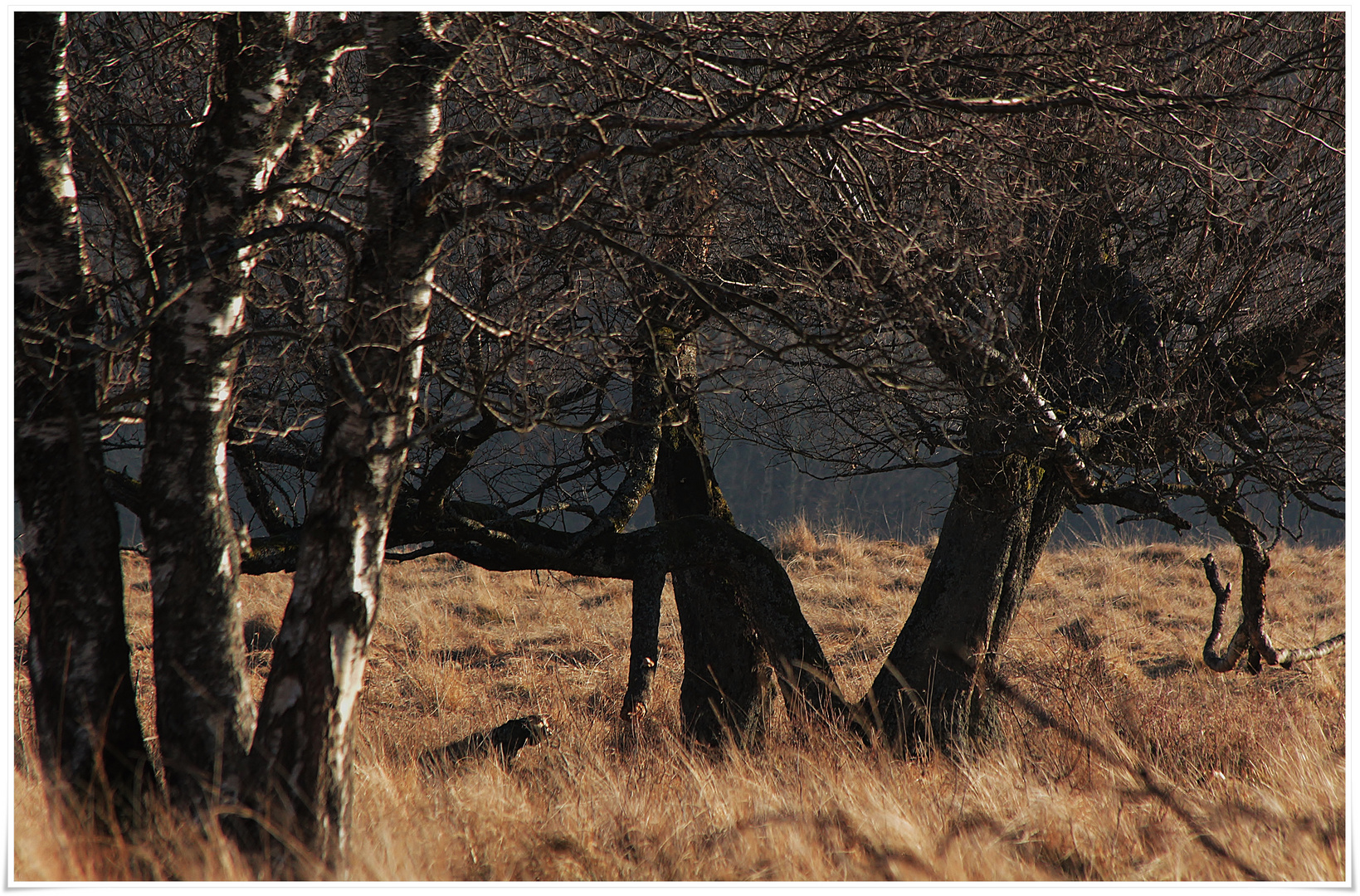 unterwegs im Moor