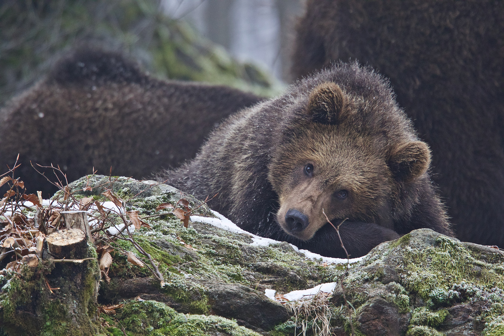 Unterwegs im Nationalpark Bayerischer Wald