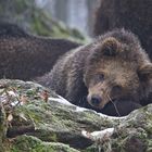 Unterwegs im Nationalpark Bayerischer Wald