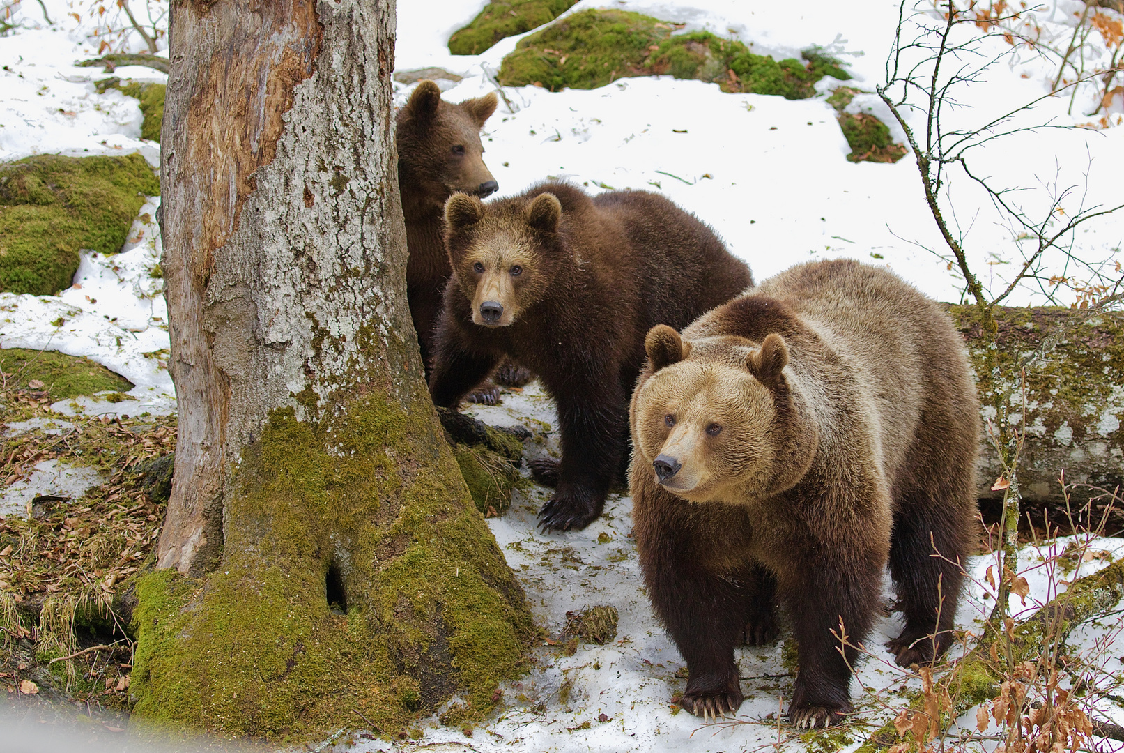 unterwegs im Nationalpark Bayerischer Wald