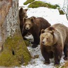 unterwegs im Nationalpark Bayerischer Wald