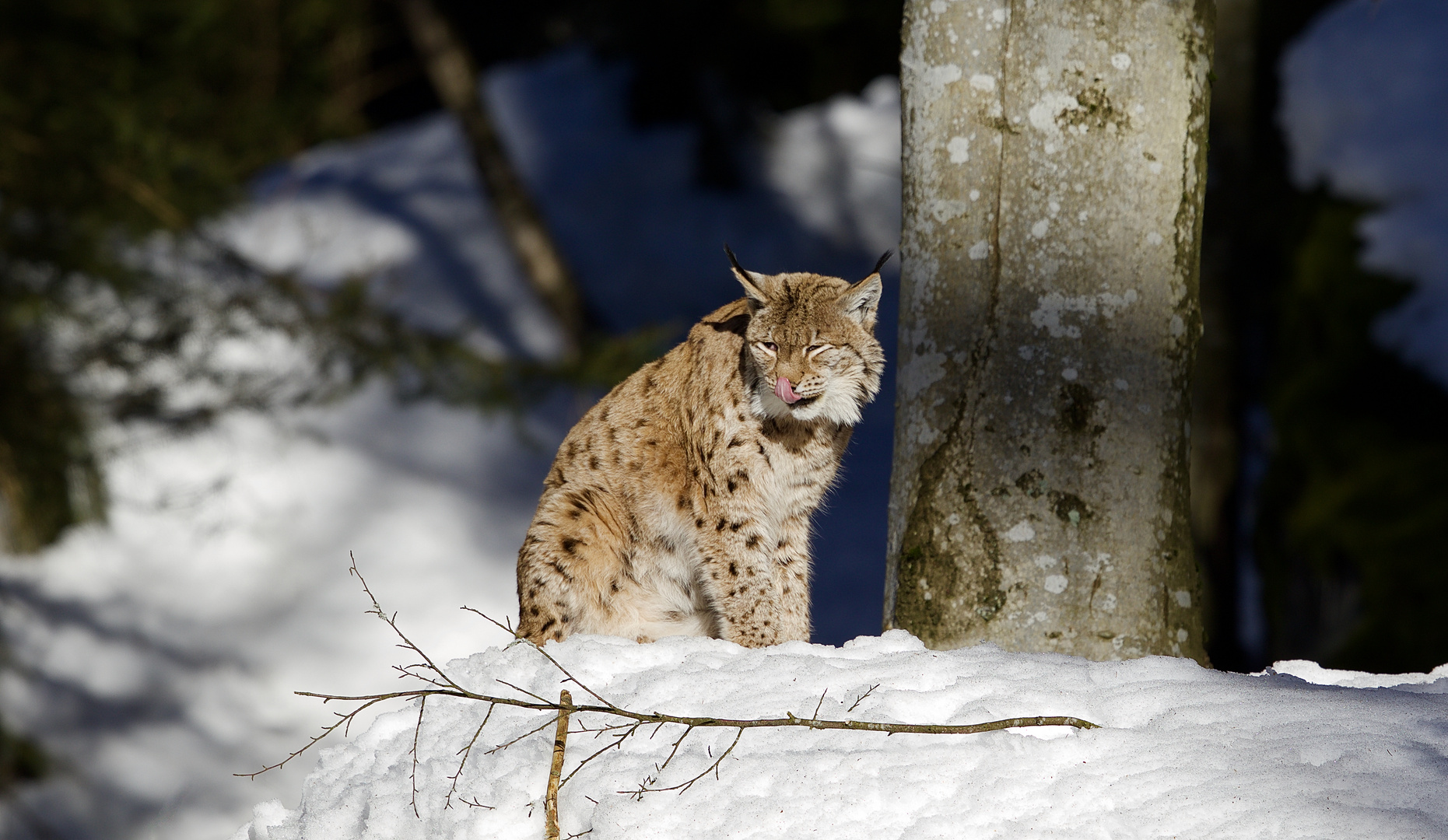 Unterwegs im Nationalpark Bayerischer Wald...