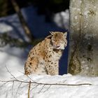 Unterwegs im Nationalpark Bayerischer Wald...