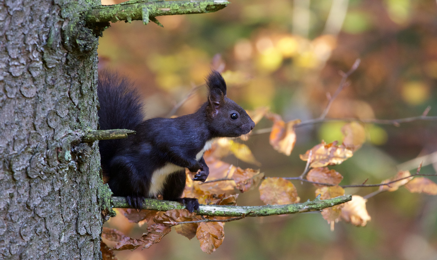 Unterwegs im Nationalpark Bayerischer Wald