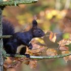 Unterwegs im Nationalpark Bayerischer Wald