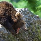 Unterwegs im Nationalpark Bayerischer Wald...