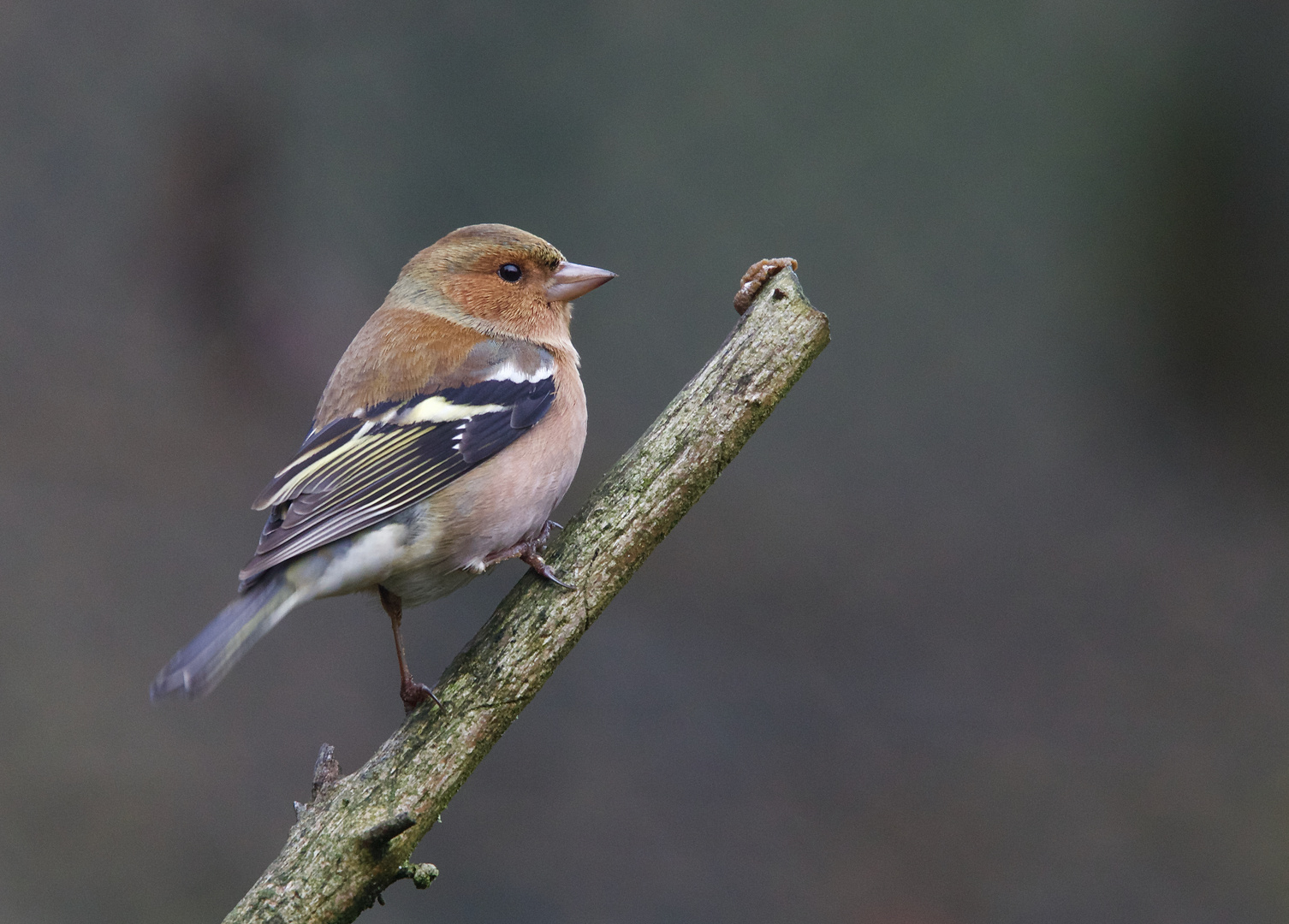 Unterwegs im Nationalpark Bayerischer Wald...