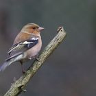 Unterwegs im Nationalpark Bayerischer Wald...