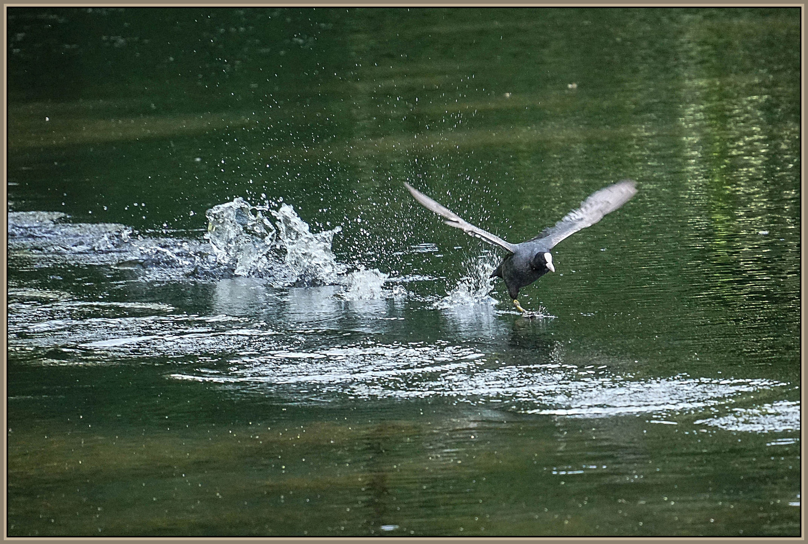 Unterwegs im Naturschutzgebiet Krickenbecker Seen (4)