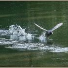 Unterwegs im Naturschutzgebiet Krickenbecker Seen (4)