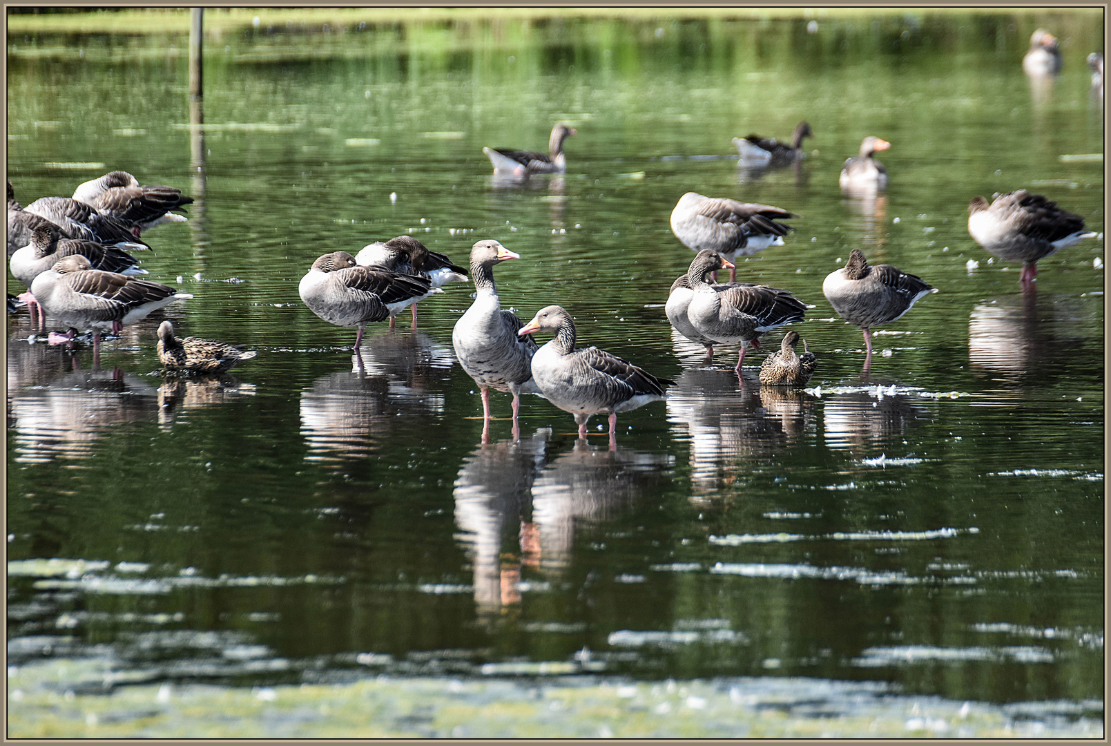 Unterwegs im Naturschutzgebiet Krickenbecker Seen (5))